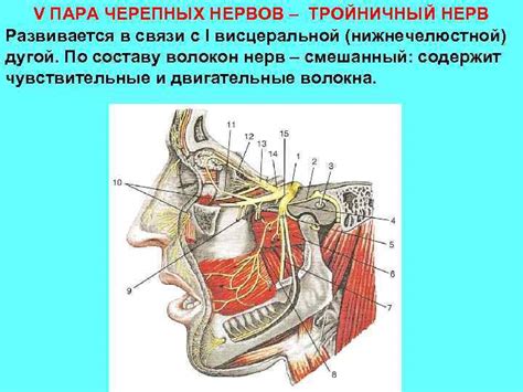 Успокаивающее действие висцеральных нервов