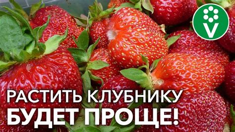 Уход за клубникой в зависимости от фаз луны