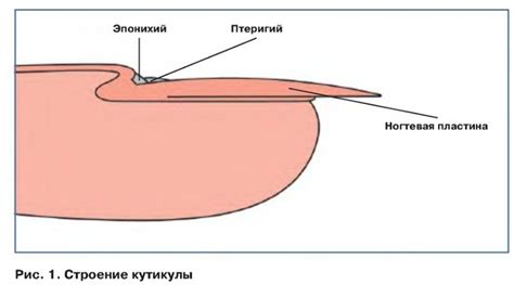 Уход за ногтевым валиком