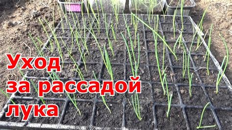 Уход за рассадой и высадка в грунт