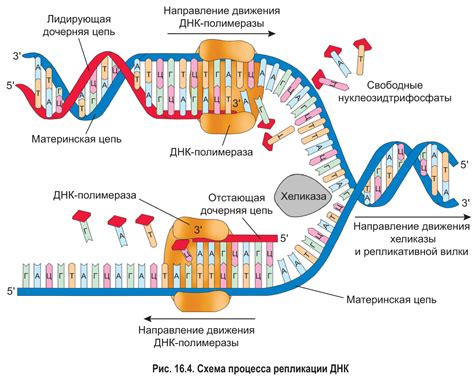 Ухудшение репликации ДНК