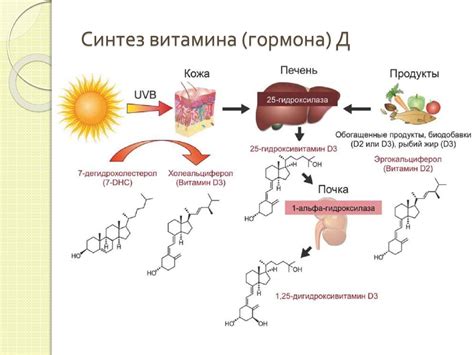 Участие витамина D в иммунной системе