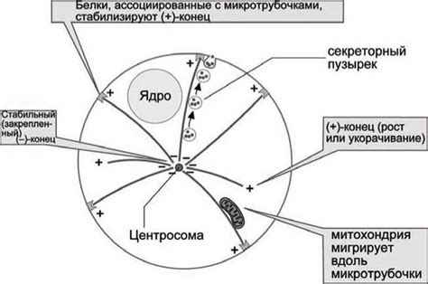 Участие в процессах энергетики клеток