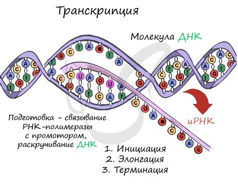 Участие в процессе синтеза ДНК и РНК