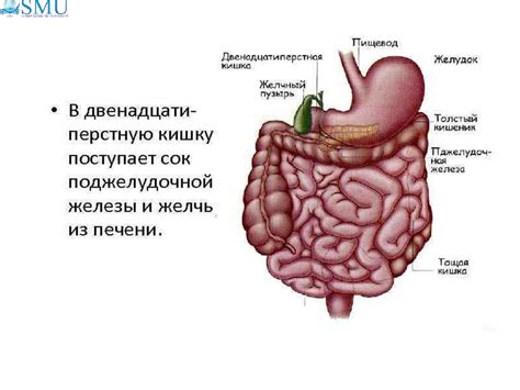 Участие желудка в пищеварении