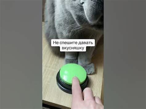 Учим кота слушать свой организм