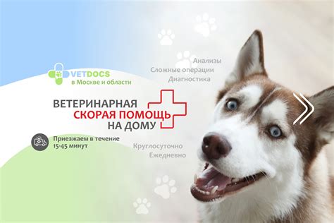 У собак ветеринарный клиник