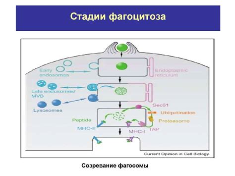 Фагоциты и их роль