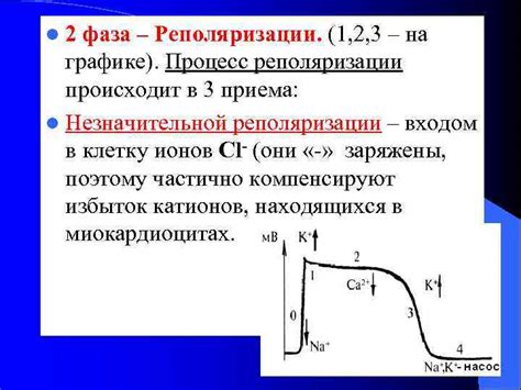 Фаза реполяризации