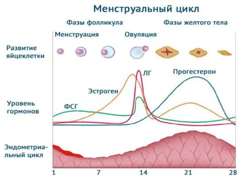 Фазы развития оплодотворенной яйцеклетки