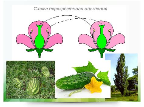 Фазы цветения и оплодотворения