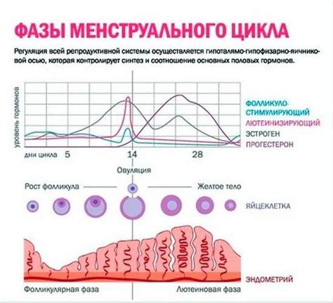 Факторы, влияющие на длину цикла у женщин