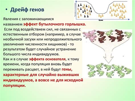 Факторы, влияющие на дрейф генов