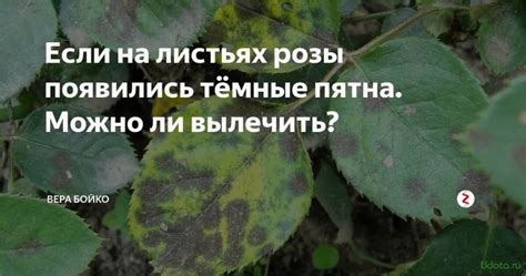 Факторы, влияющие на появление черных пятен