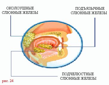 Факторы, влияющие на процесс пищеварения