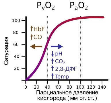 Факторы, влияющие на процесс соединения гемоглобина с кислородом