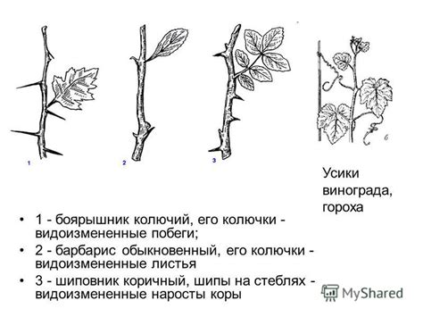 Факторы выбора побега Дунея