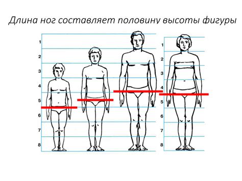 Факты и мифы о методе приращения высоты ног с помощью грузов