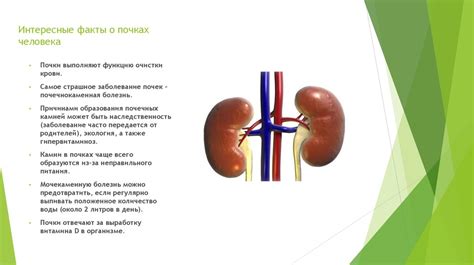 Факты и мифы о нервных окончаниях в почках