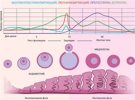 Физиологические аспекты белых выделений, возникающих после процесса овуляции