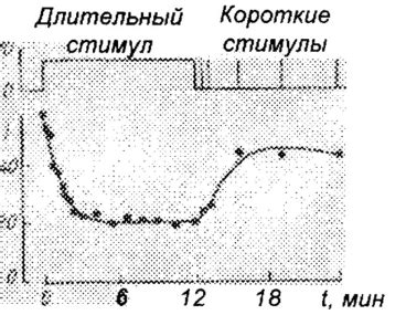 Физиологические аспекты формирования вымени