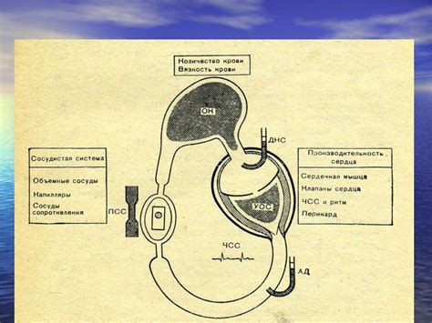 Физиологические изменения в организме самца в процессе размножения