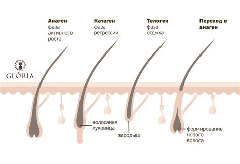 Физиологические особенности роста волос у женщин