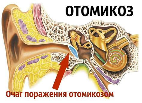 Физиологические причины образования секрета в ушах: биологический процесс и его важность