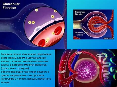 Физиология выделения слюней