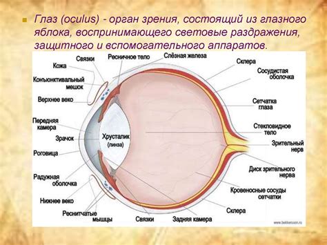 Физиология глазного давления