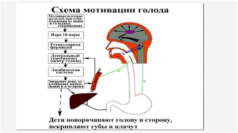 Физиология голода и насыщения