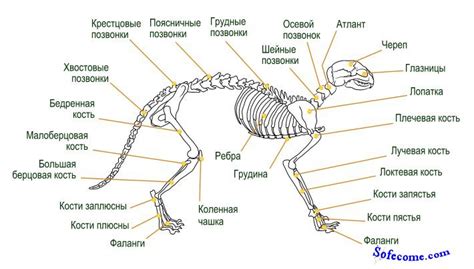 Физиология кошачьего организма