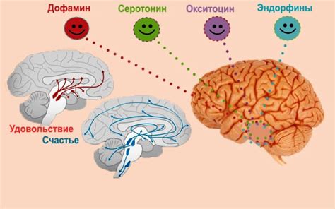 Физическая активность и дофамин