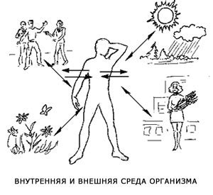 Физические приспособления к окружающей среде