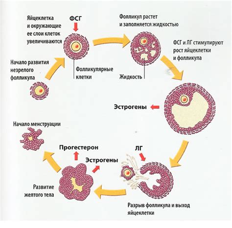 Фолликулы в яичниках при менопаузе