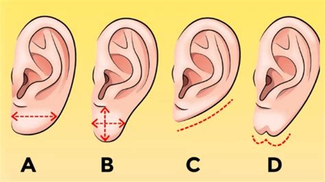 Форма ушей как признак старения организма