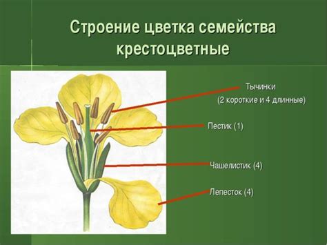 Формирование формы цветка