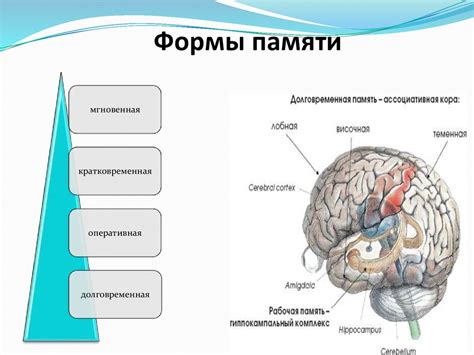 Формы памяти и принципы их функционирования