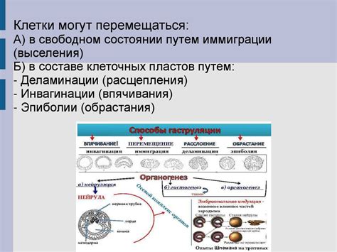 Фотосенситивность эмбриональных тканей: механизмы исследования