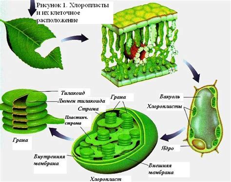 Фотосинтез и хлорофилл