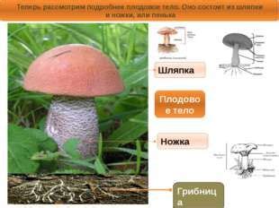 Фрукт как плодовое тело растения