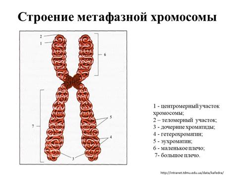 Фузия хромосом