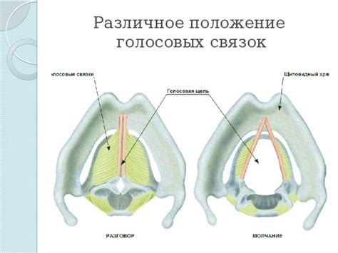 Функции голосовых связок