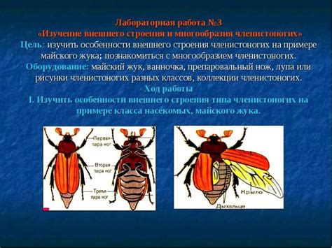 Функции кровеносной системы майского жука