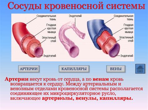 Функции кровеносных сосудов