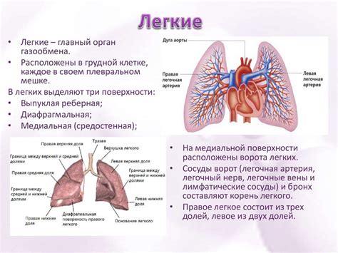 Функции легких