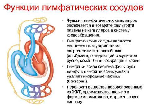 Функции лимфатических сосудов