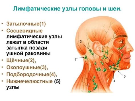 Функции лимфоузлов