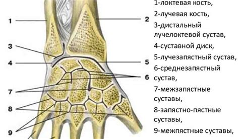 Функции лучевой кости