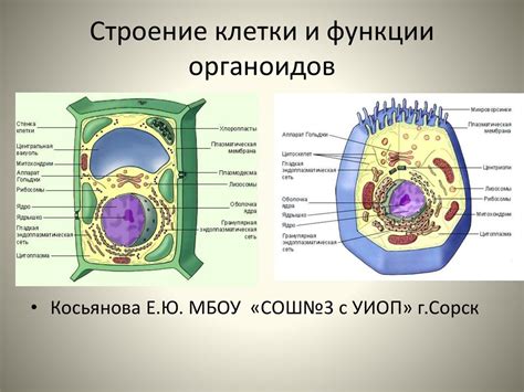 Функции органоидов в растительной клетке